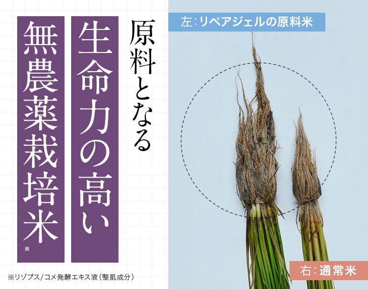 リペアジェルの原料となる稲と通常の稲の比較
