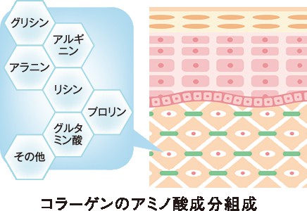 コラーゲンのアミノ酸成分組成