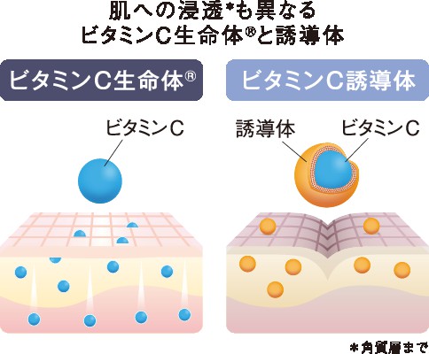 ビタミンC生命体®と誘導体