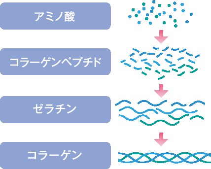 コラーゲンの働き