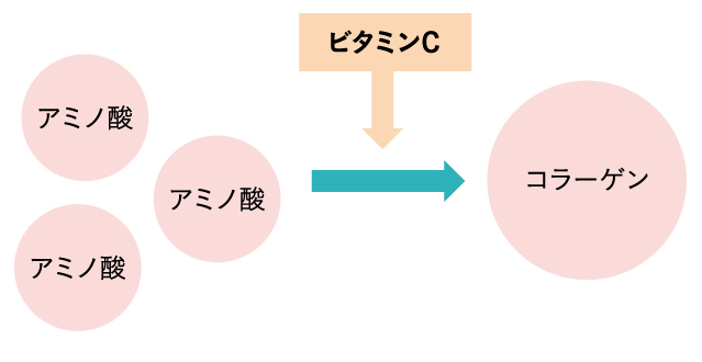 ビタミンCのコラーゲンサポートイメージ