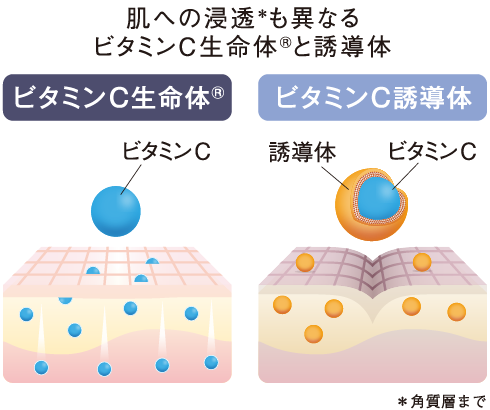 ビタミンC生命体®と誘導体