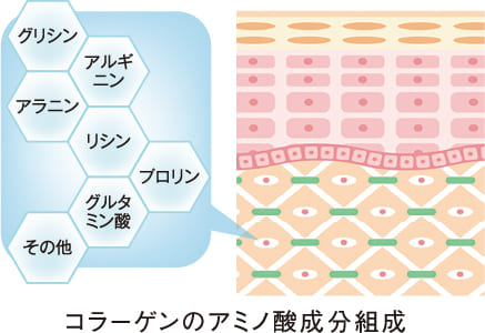 コラーゲンのアミノ酸成分組成