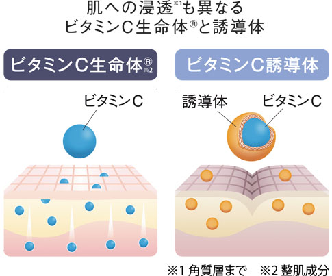 ビタミンC生命体®と誘導体の比較