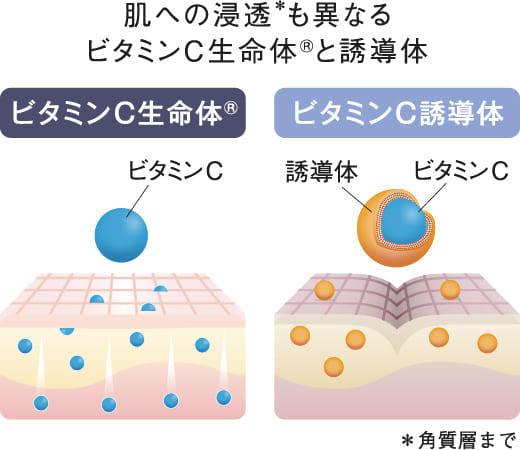 ビタミンC生命体®と誘導体の比較