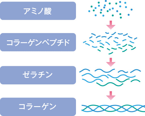 コラーゲンへの働きかけ