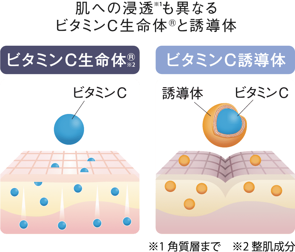 ビタミンC生命体®と誘導体の比較