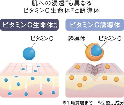 ビタミンC生命体®と誘導体の比較