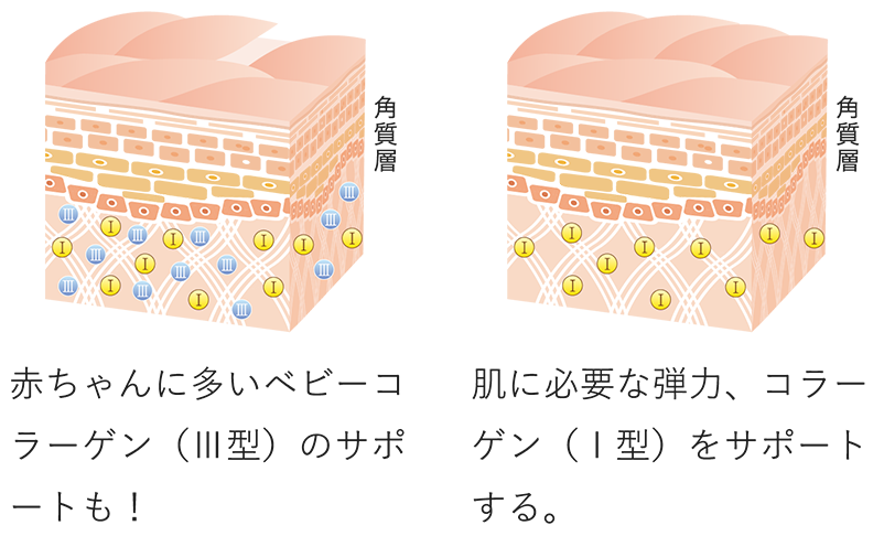 角質層図