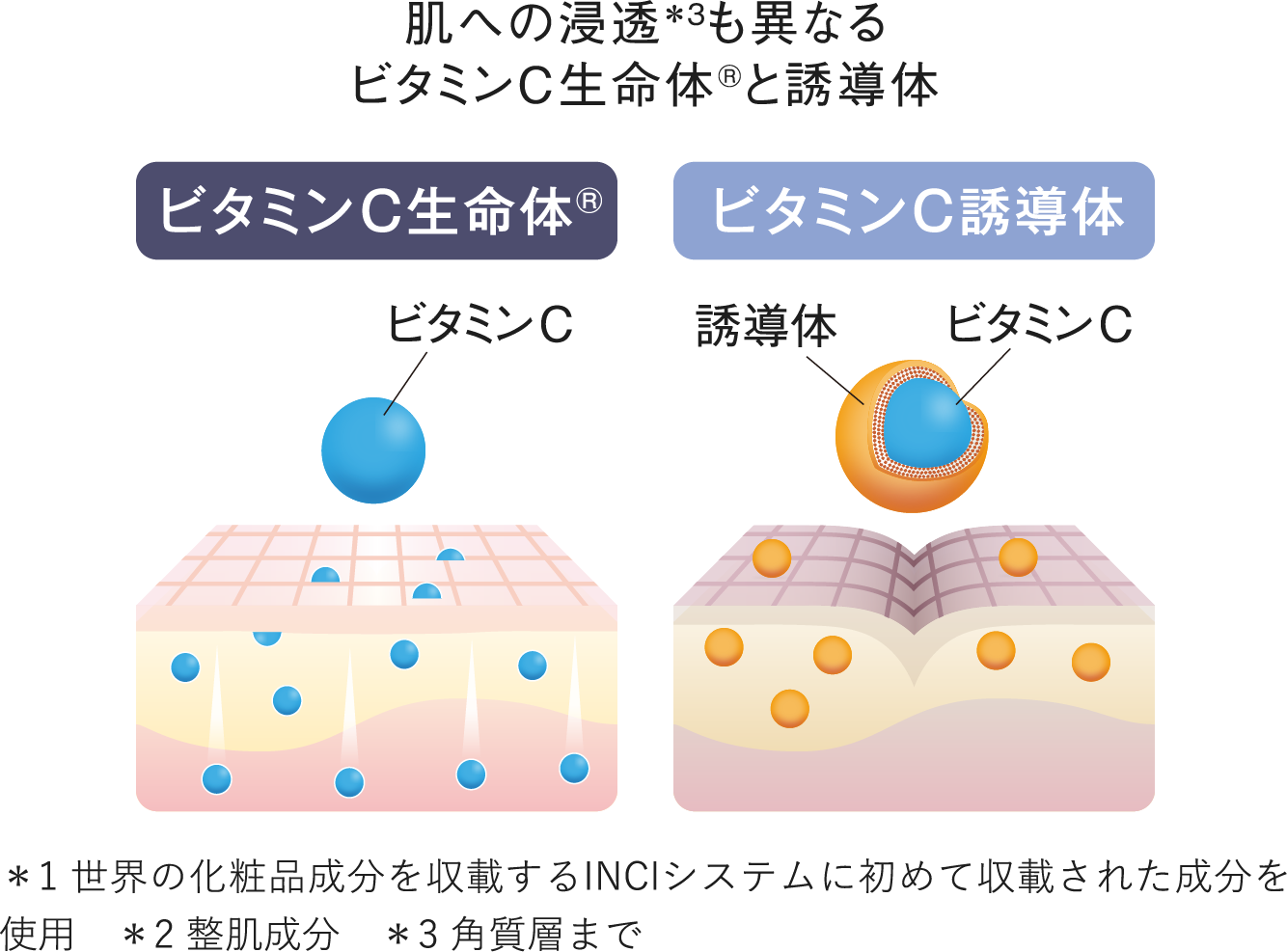 ビタミンC生命体、ビタミンC誘導体図