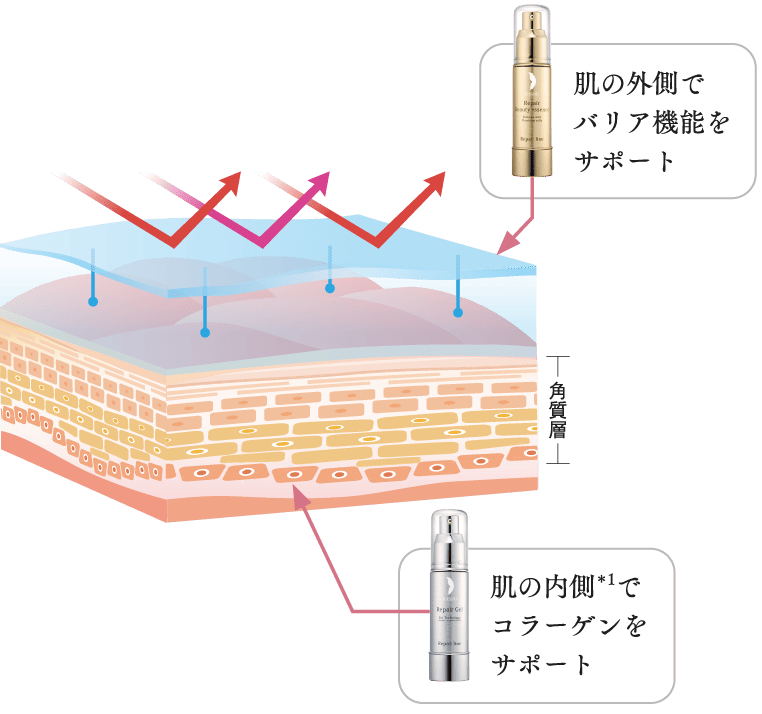 角質層の肌図とリペアジェルとリペアビューティーエッセンスAP