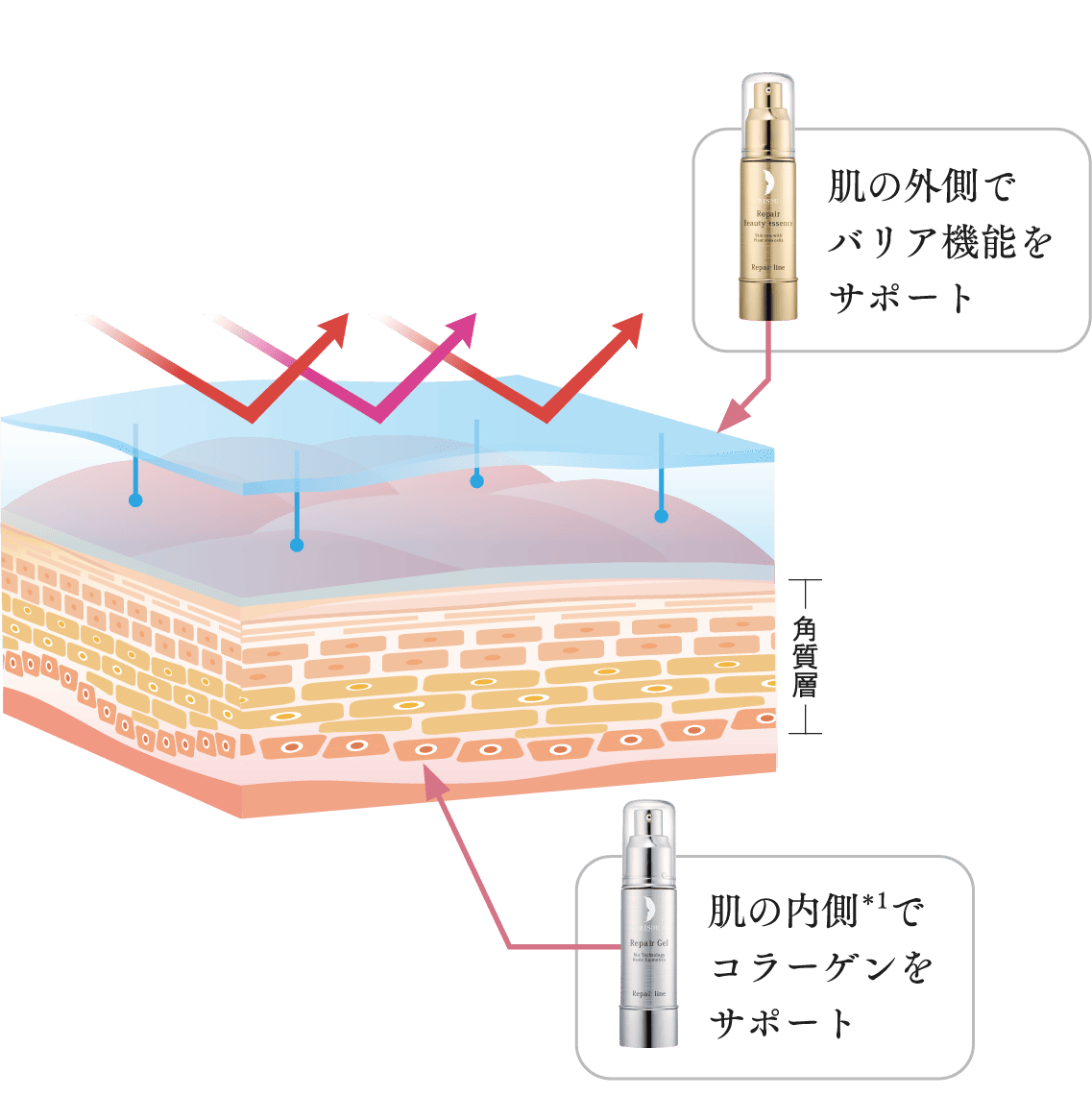 角質層の肌図とリペアジェルとリペアビューティーエッセンスAP
