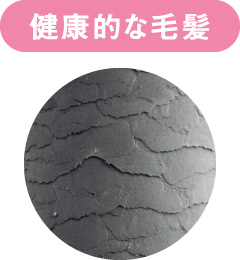 健康的な毛髪の表面