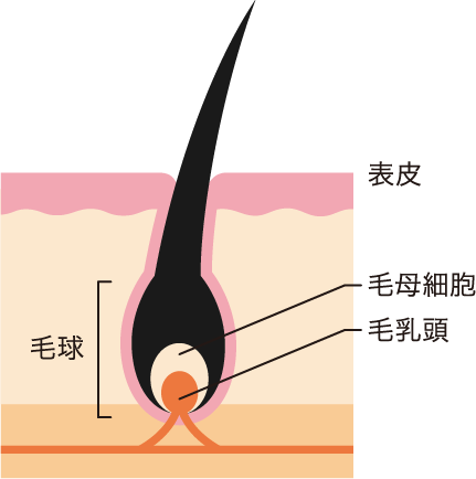 髪の組織 毛球 表皮 毛母細胞 毛乳頭
